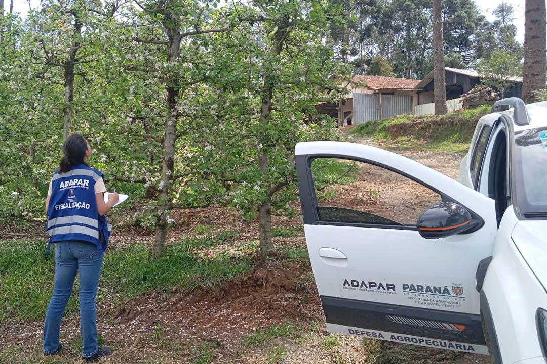 Foto: ADAPAR